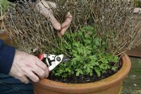 Réduire les vieux peuplements de plantes vivaces