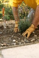 Planter des lavandes étape par étape. Étape 2. Installez la plante dans le trou et fermez-la pour vous assurer qu'il y a un bon contact entre le sol et la motte de racines - particulièrement important pour les sols à drainage libre.