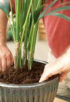 Pas à pas. Rempoter un grand palmier Kentia. Étape 3. Ajoutez le compost par étapes en raffermissant doucement. Arrosez-le bien pour déposer le compost, enlevez les poches d'air et assurez-vous que les racines sont en contact avec le sol.