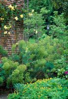 Euphorbia characias poussant contre le mur de briques avec Rosa 'Lawrence Johnston'