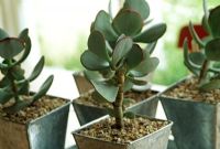 Crassula arborescens - Plantes succulentes comme plantes d'intérieur regroupées dans des pots galvanisés