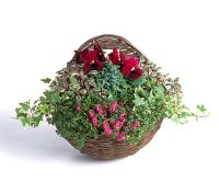Pot d'hiver de Thymus 'Doone Valley', Salvia officinalis 'Tricolor', Erica carnea 'December Red', Viola x wittrockiana 'F1 Universal', Genévrier nain et lierre panaché