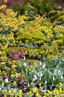 Galanthus 'Magnet' avec Eranthis hyemalis, Helleborus x hybridus et Hamamelis 'Arnold Promise' - Dial Park, Chaddesley Corbett, Worcestershire