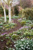 Promenade dans les bois à travers Galanthus et Crocus tommasinianus avec bouleau - Dial Park, Chaddesley Corbett, Worcestershire