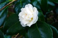 Camellia japonica 'Josephine Hearn'