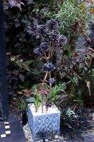 Aeonium en pot carré dans un jardin exotique à thème gothique, noir et blanc