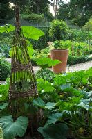 Potager bio en juillet. Perruques de canne avec Squash. Courgettes, pot en terre cuite planté de Laurus nobilis standard - Laurier. Norfolk, Royaume-Uni
