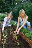Potager bio. Femmes plantant de jeunes plants en juillet. Norfolk, Royaume-Uni