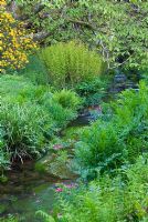 Osmunda regalis, d'autres fougères et des plantes qui aiment l'humidité bordent le ruisseau Addicombe qui descend de Dartmoor et traverse le jardin - Lukesland, Harford, Ivybridge, Devon