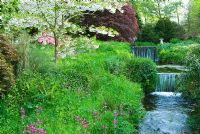 Prunus 'Shogetsu' à côté du ruisseau Addicombe, entouré de fleurs sauvages dont Primula pulverulenta, campion rouge, alkanet bleu, fougères et jacinthes - Lukesland, Harford, Ivybridge, Devon
