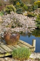 Prunus incisa 'Kojo-no-mai' floraison en grand pot sur le platelage en bois par étang - John Massey's Garden NGS, Ashwood, West Midlands