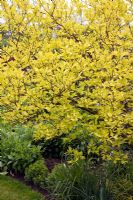 Cornus mas 'Aurea' - Cornouiller en mai. John Massey`s Garden Ashwood (NGS) West Midlands