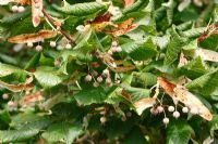 Tilia cordata - Lime. Capsules de graines sur l'arbre