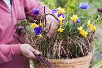 Planter un pot de printemps avec du narcisse, de l'herbe ornementale et de l'anémone. Placer de petits piquets de soutien