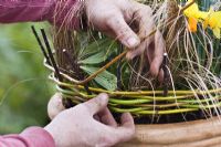 Planter un pot de printemps avec du narcisse, de l'herbe ornementale et de l'anémone. Tisser du saule pour faire un bord décoratif