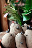 Pépins de pommes de terre de semence 'Belle de Fontenay' sur un rebord de fenêtre - bonnes pousses courtes et fortes et prêtes à être plantées