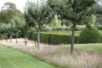 Rangée de Malus - Pommiers incluant 'Cinq Couronnes' dans une bande de pelouse non fauchée laissée à semer À côté d'un labyrinthe géant. Hatfield House, Hertfordshire