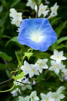 Ipomoea tricolor 'Heavenly Blue' - Morning Glory, poussant avec Solanum laxum syn. Solanum jasminoides dans le jardin exotique de Great Dixter