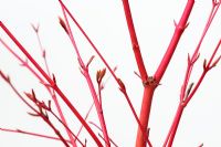 Acer palmatum 'Sago Kuku' - Érable du Japon sur fond blanc