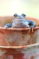 Rana Temporaria - grenouille jardin commun apparaissant d'un pot de fleurs