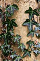 Hedera helix - Lierre commun grandissant sur un tronc d'arbre