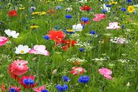 Prairie de fleurs sauvages annuelles - RHS Harlow Carr