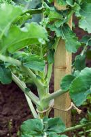 Brassica oleracea Italica Group - Brocoli à germination pourpre attaché à un tuteur