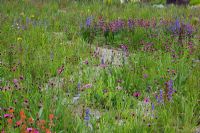 Prairie herbeuse vivace nord-américaine - RHS Wisley