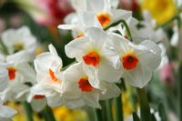 Narcisse 'Géranium' - Jonquille