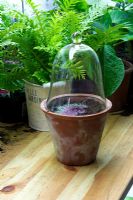 Prise de boutures de feuilles de Bégonia - Cloche en verre sur boutures