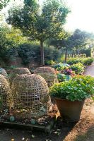 Potager montrant des bordures de légumes surélevées avec des cloches de protection en osier sur de jeunes plantes, un pot en céramique avec des capucines et une ligne d'arbres fruitiers - Hatfield House