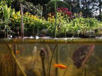 VIew de poisson rouge sous l'eau dans l'étang. Nymphaea - Nénuphars et plantation de Caltha palustris, Rhodendron et Ferns au bord de l'étang