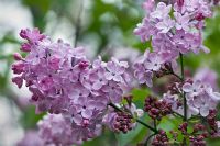 Syringa 'Maidens Blush'