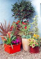 Pots de Guzmania hybride, Canna hybride, Impatiens New Guinea Harmony 'Dark Velvet' et 'Orange Blaze'