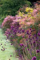 Parterre de style Prairie d'Allium sphaerocephalon, Cotinus coggygria - Smoke Bush, Salvia et Rhus. Le jardin clos, Scampston, Yorkshire, UK
