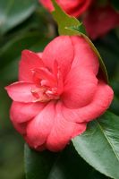 Camellia japonica 'Lavinia Maggi Rosea' à RHS Wisley, Surrey