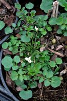 Cardamine corymbosa - Bittercress de Nouvelle-Zélande