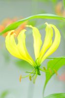 Gloriosa superba 'greenii' - Glory Lily