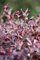 Pittosporum tenuifolium 'Tom Thumb' feuillage rouge au début du printemps