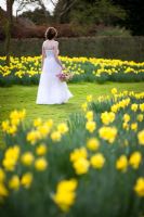 Jeune fille en robe blanche marchant dans le pré avec des jonquilles - Narcisse tenant un trug de fleurs coupées