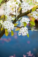 Pyrus calleryana - Chanticleer Fleur de poirier. Royaume-Uni
