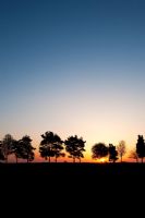 Ligne d'arbres se découpant dans la campagne anglaise au lever du soleil