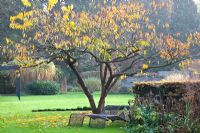 Chaises longues métalliques sous Prunus serrulata à la fin de l'automne jardin