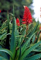 Aloe arborescens au jardin de l'abbaye de Tresco en mars