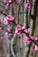 Prunus persica 'Rochester' - Fleur de pêche