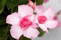 Mandevilla 'Super Trouper'