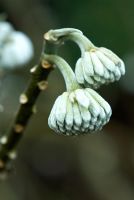 Edgeworthia chyrsantha - Jardin RHS Wisley, Woking, Surrey