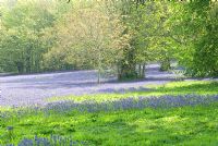 Tapis de jacinthes des bois dans le Parc Lye - Enys Gardens, St Gluvias, Penryn, Cornwall