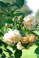 Rosa 'Buff Beauty', avec de grandes grappes de fleurs entièrement doubles, légèrement parfumées, en fleurs en octobre - RHS Award