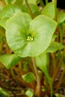 Montia perfoliata - Pourpier d'hiver ou laitue de mineur